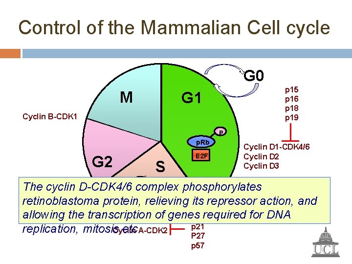Control of the Mammalian Cell cycle G 0 M p 15 p 16 p