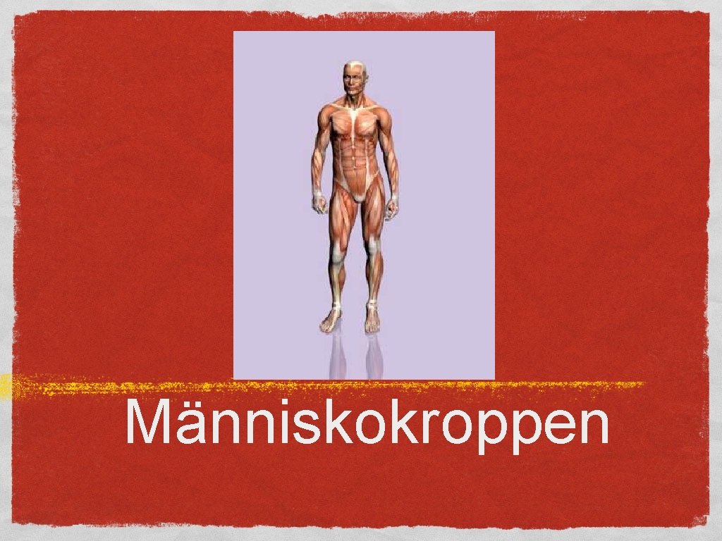 Människokroppen 