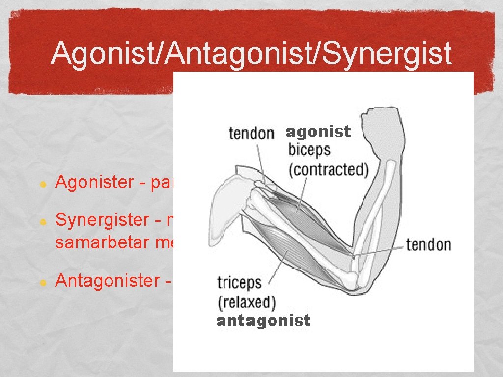 Agonist/Antagonist/Synergist Agonister - parallella muskler, i samma led Synergister - muskler som agonisterna samarbetar