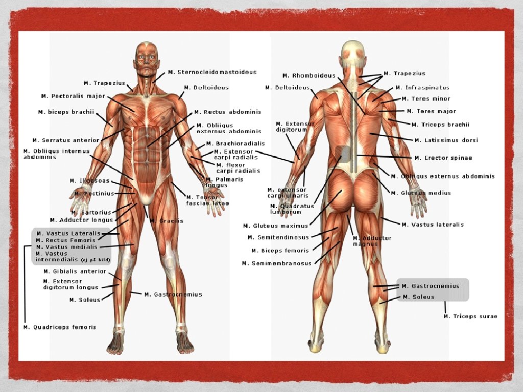 Anatomi = uppskärning 