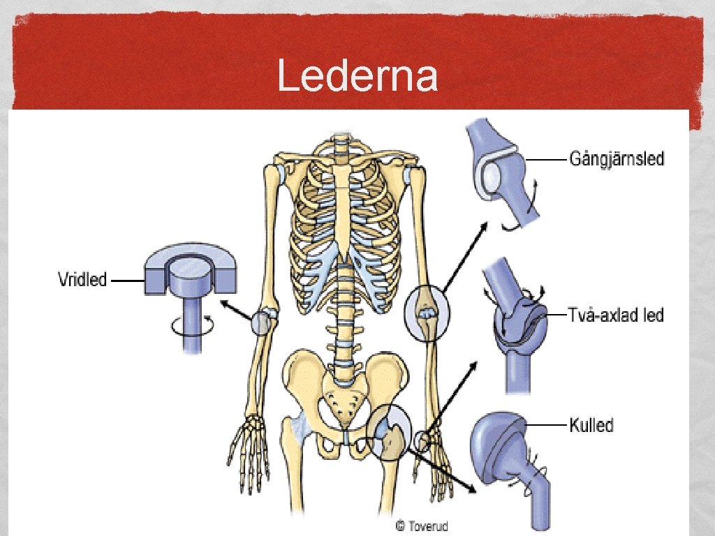 Lederna Gör att du kan röra kroppsdelar åt olika håll Stötdämpare/fördelar tryck I ryggen: