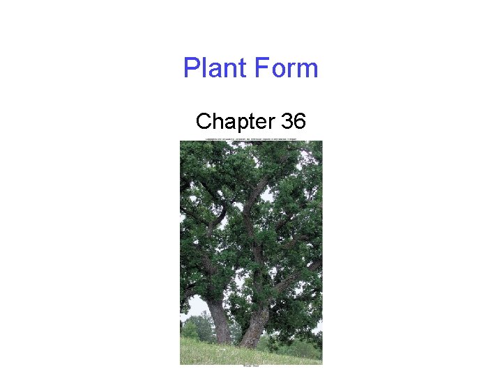 Plant Form Chapter 36 