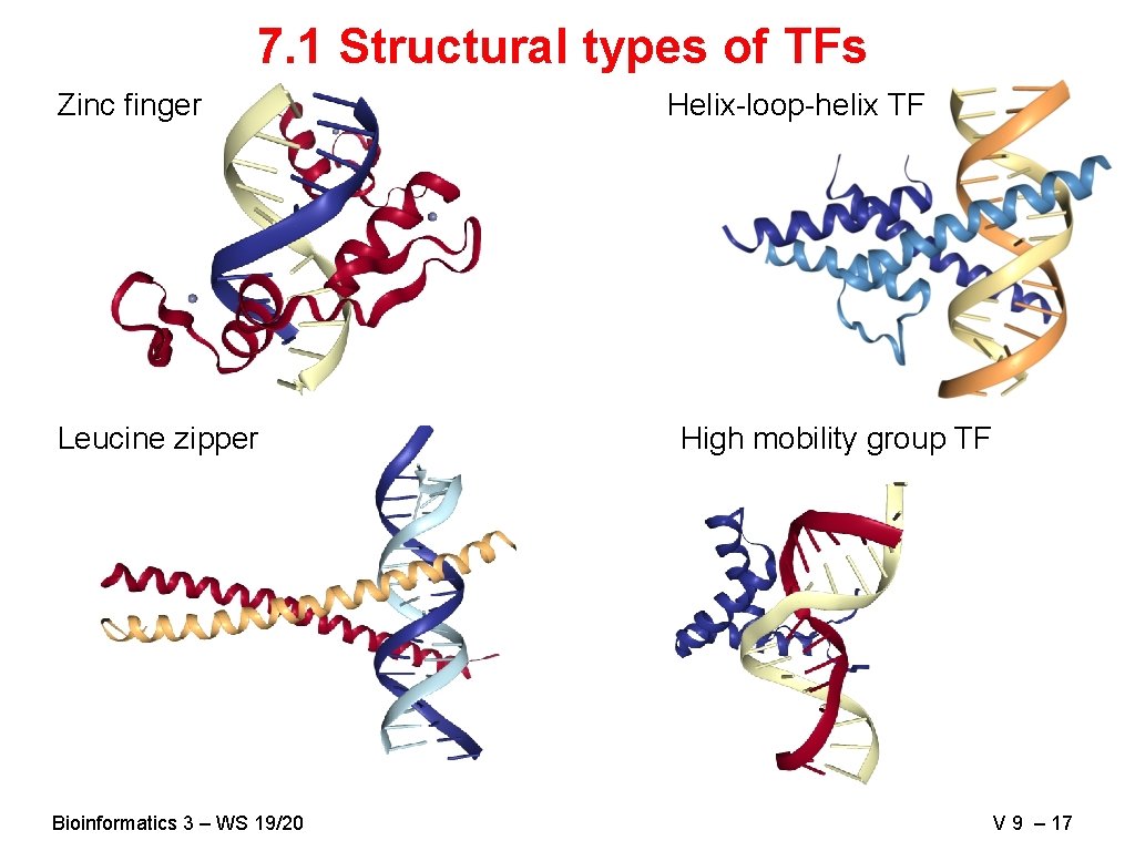 7. 1 Structural types of TFs Zinc finger Leucine zipper Bioinformatics 3 – WS