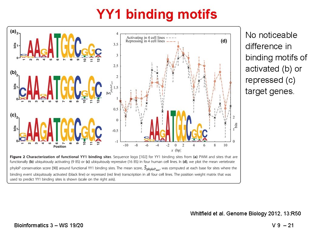 YY 1 binding motifs No noticeable difference in binding motifs of activated (b) or