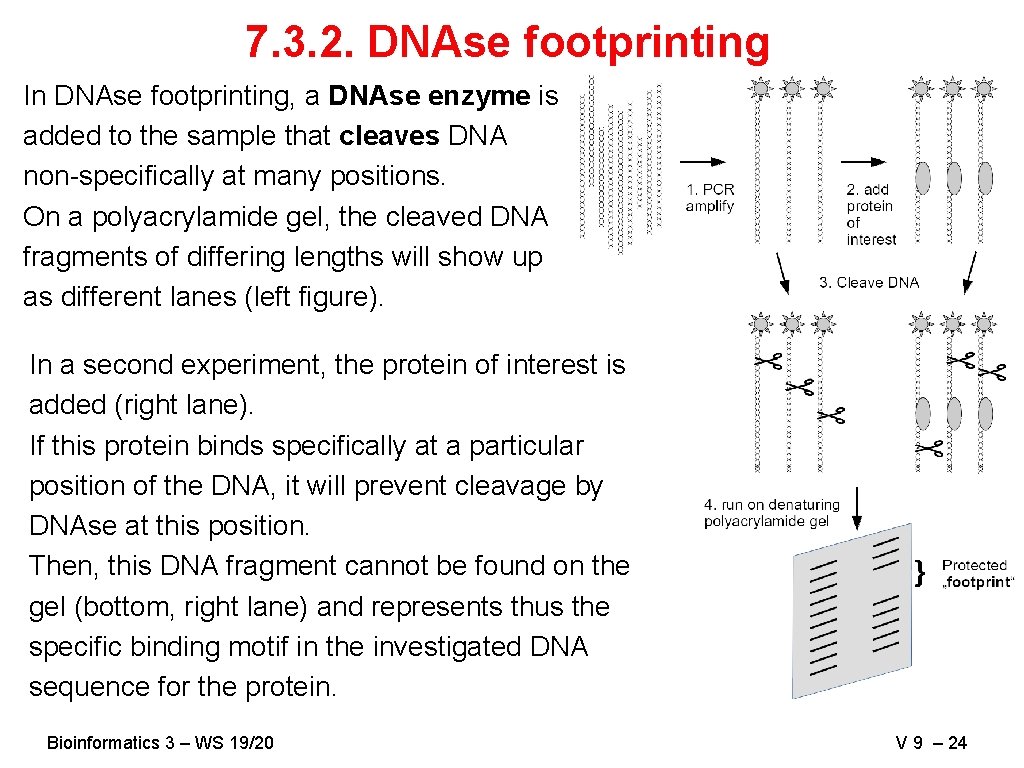 7. 3. 2. DNAse footprinting In DNAse footprinting, a DNAse enzyme is added to