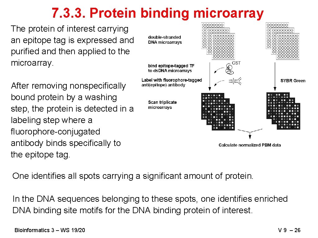 7. 3. 3. Protein binding microarray The protein of interest carrying an epitope tag