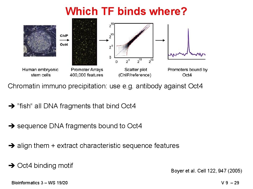 Which TF binds where? Chromatin immuno precipitation: use e. g. antibody against Oct 4