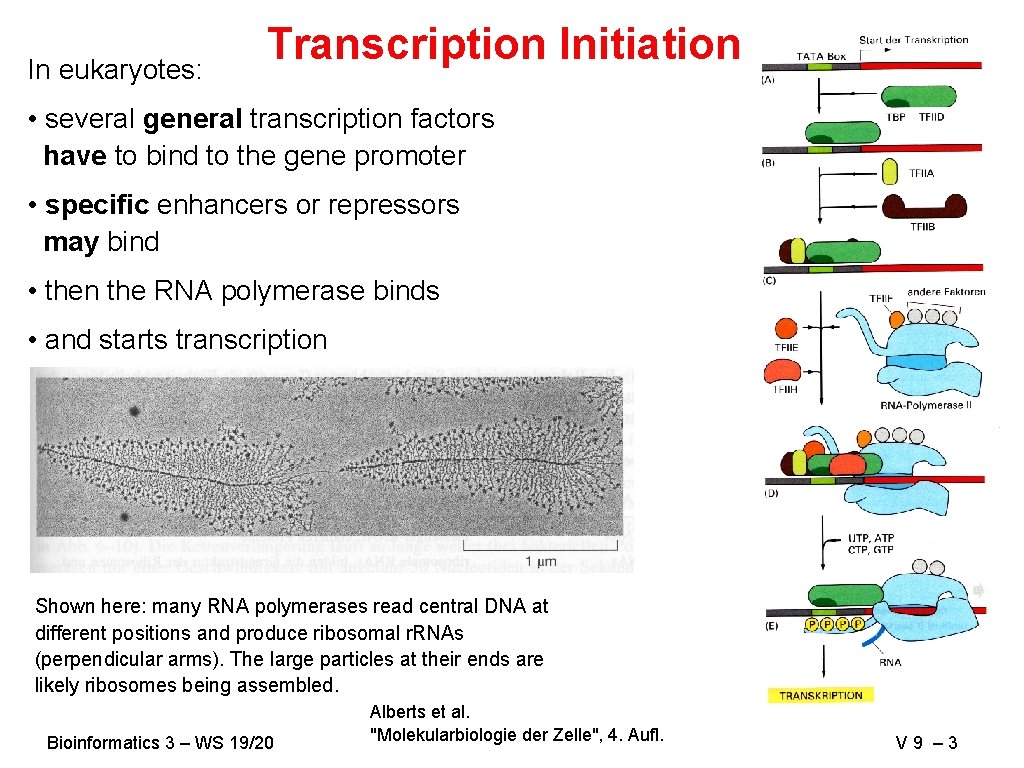 In eukaryotes: Transcription Initiation • several general transcription factors have to bind to the