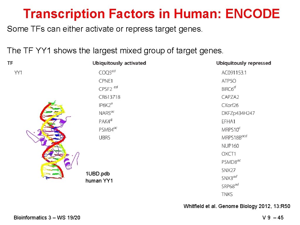 Transcription Factors in Human: ENCODE Some TFs can either activate or repress target genes.