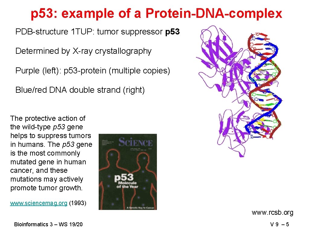 p 53: example of a Protein-DNA-complex PDB-structure 1 TUP: tumor suppressor p 53 Determined