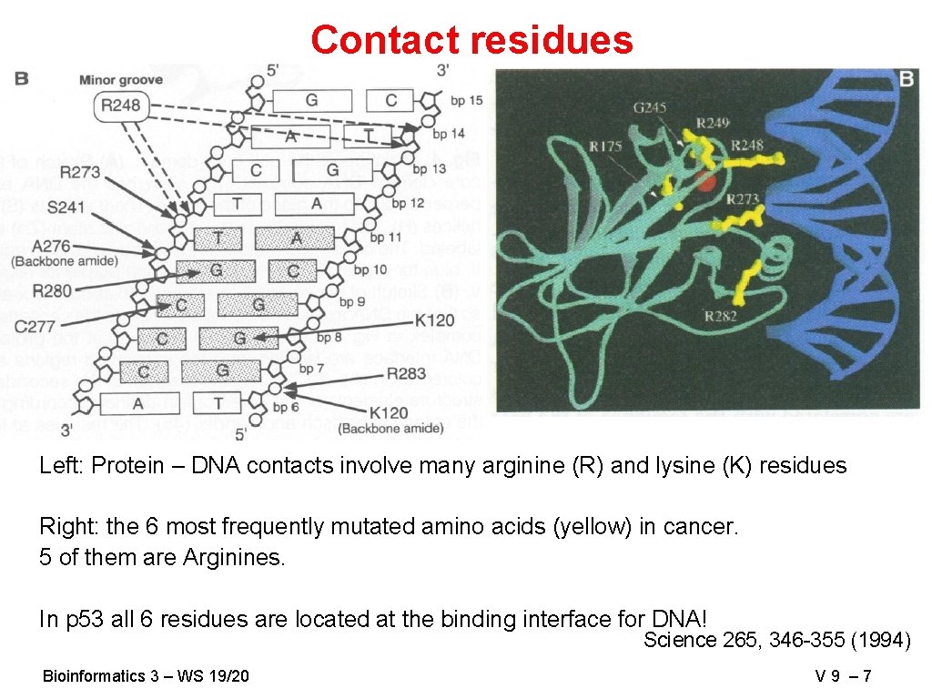 Contact residues Left: Protein – DNA contacts involve many arginine (R) and lysine (K)