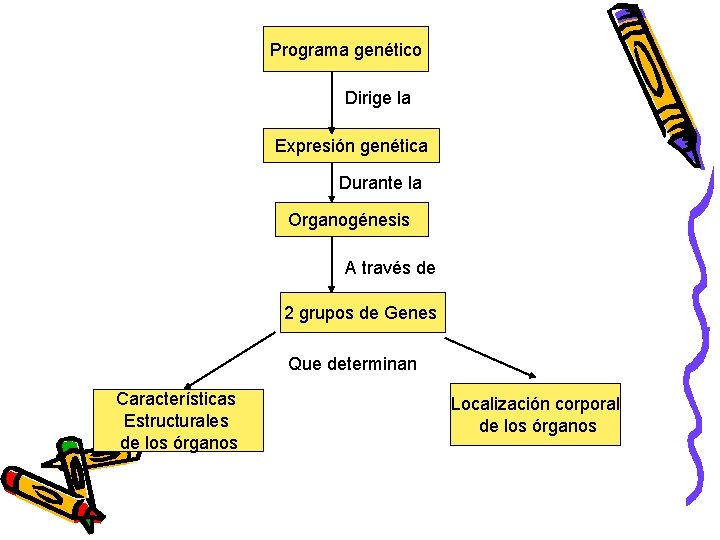 Programa genético Dirige la Expresión genética Durante la Organogénesis A través de 2 grupos