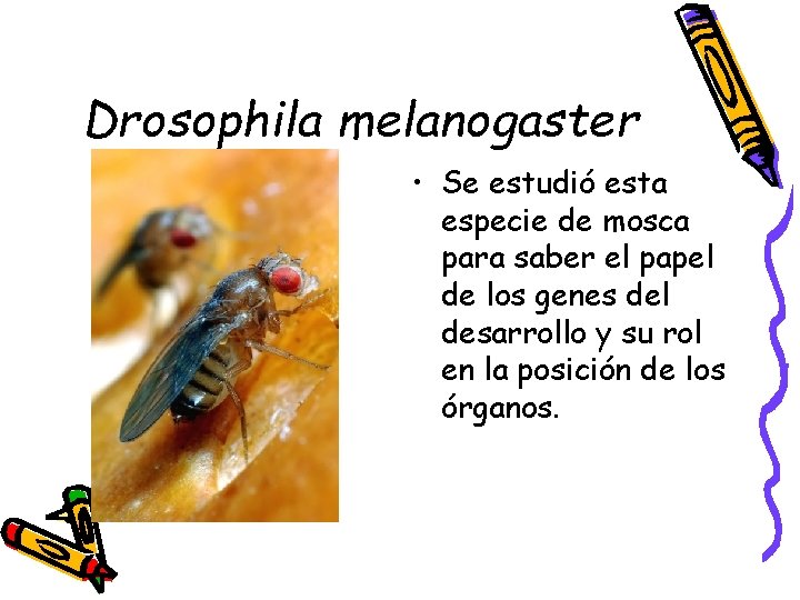 Drosophila melanogaster • Se estudió esta especie de mosca para saber el papel de