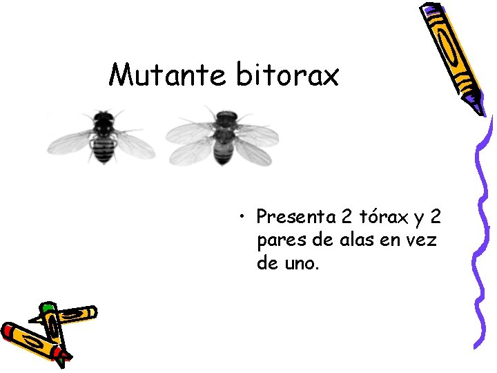 Mutante bitorax • Presenta 2 tórax y 2 pares de alas en vez de