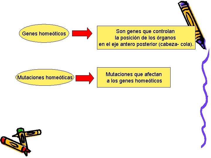 Genes homeóticos Mutaciones homeóticas Son genes que controlan la posición de los órganos en