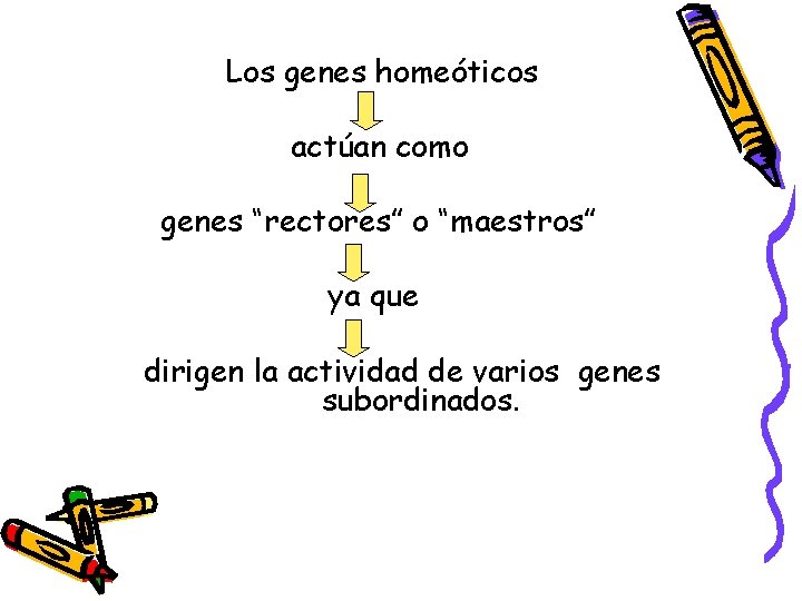 Los genes homeóticos actúan como genes “rectores” o “maestros” ya que dirigen la actividad