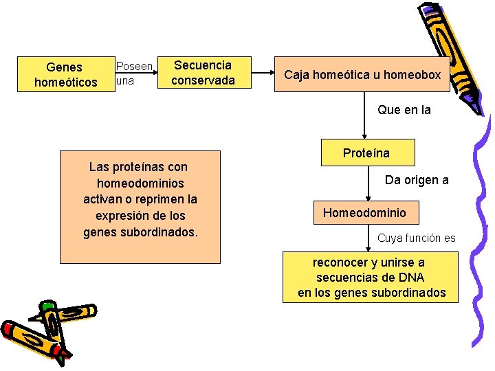 Genes homeóticos Poseen una Secuencia conservada Caja homeótica u homeobox Que en la Proteína