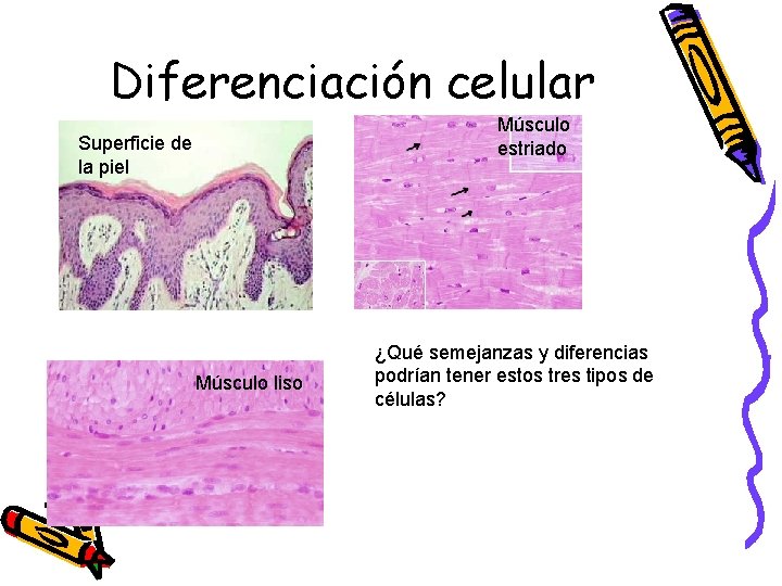 Diferenciación celular Músculo estriado Superficie de la piel Músculo liso ¿Qué semejanzas y diferencias