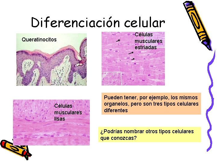 Diferenciación celular Queratinocitos Células musculares lisas Células musculares estriadas Pueden tener, por ejemplo, los