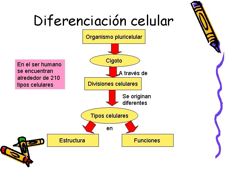 Diferenciación celular Organismo pluricelular En el ser humano se encuentran alrededor de 210 tipos