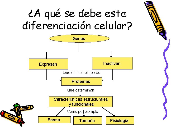 ¿A qué se debe esta diferenciación celular? Genes Inactivan Expresan Que definen el tipo