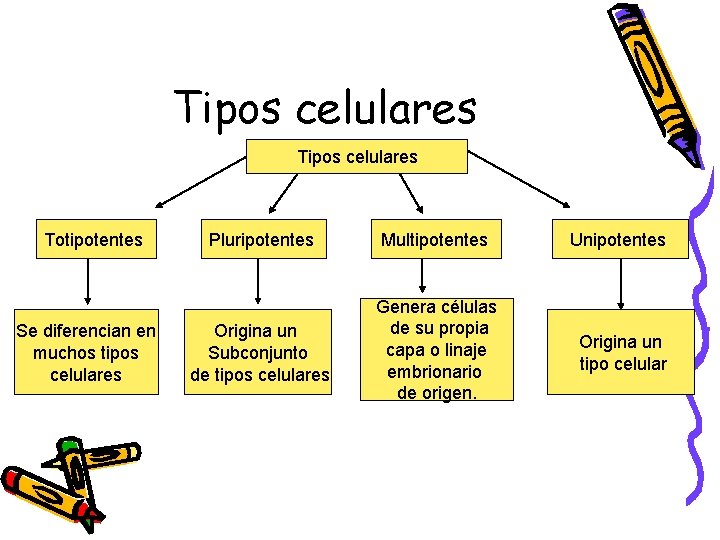 Tipos celulares Totipotentes Se diferencian en muchos tipos celulares Pluripotentes Multipotentes Unipotentes Origina un