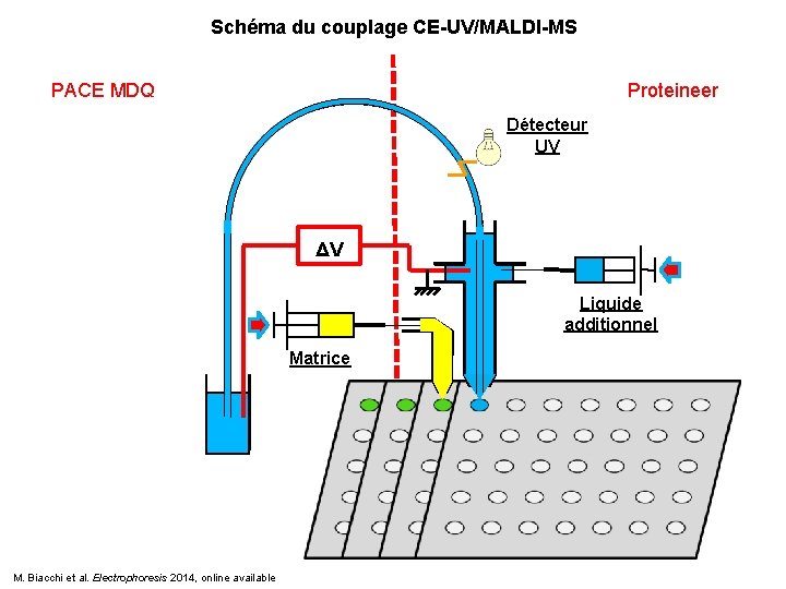 Schéma du couplage CE-UV/MALDI-MS PACE MDQ Proteineer Détecteur UV ΔV Liquide additionnel Matrice M.