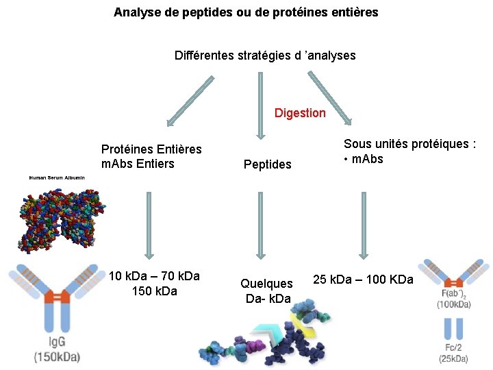 Analyse de peptides ou de protéines entières Différentes stratégies d ’analyses Digestion Protéines Entières