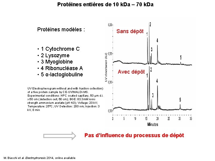 Protéines entières de 10 k. Da – 70 k. Da Protéines modèles : •