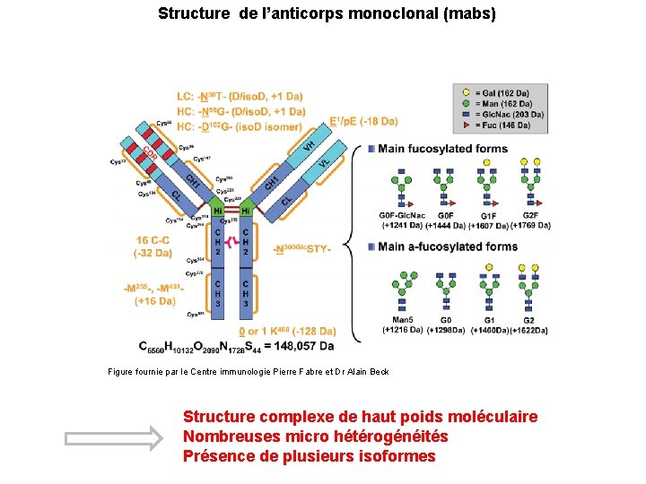 Structure de l’anticorps monoclonal (mabs) Figure fournie par le Centre immunologie Pierre Fabre et