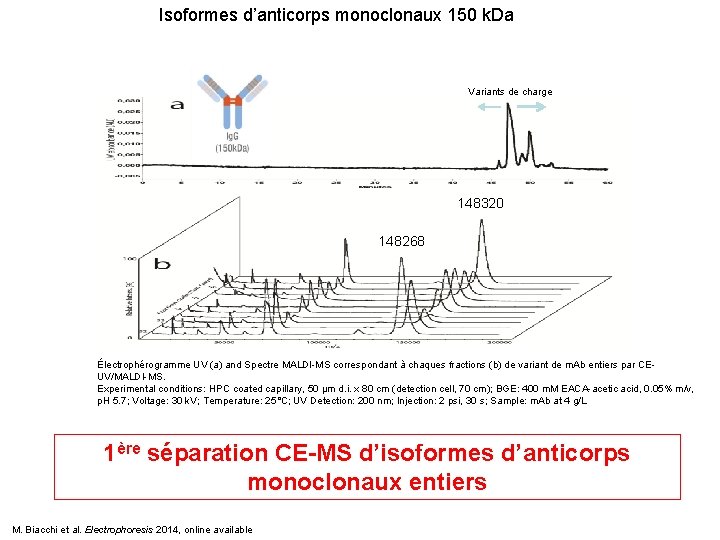 Isoformes d’anticorps monoclonaux 150 k. Da Variants de charge 148320 148268 Électrophérogramme UV (a)