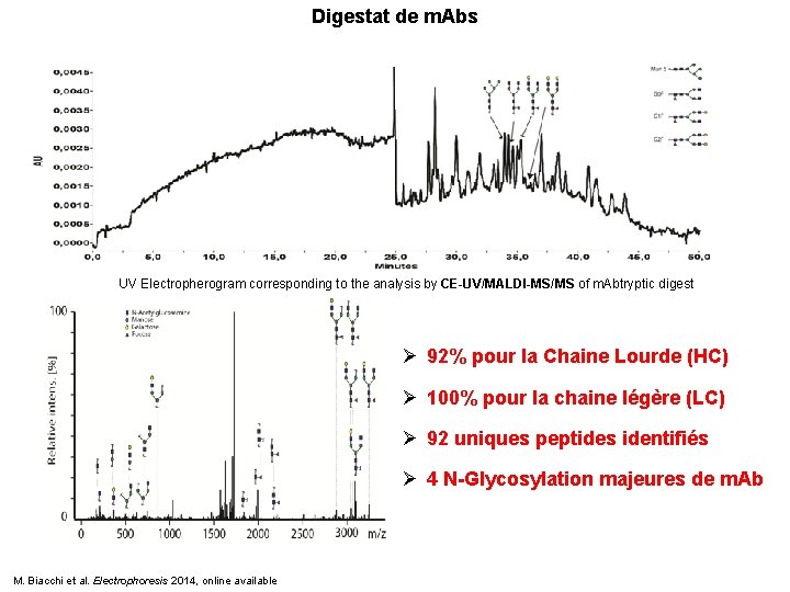 Digestat de m. Abs UV Electropherogram corresponding to the analysis by CE-UV/MALDI-MS/MS of m.