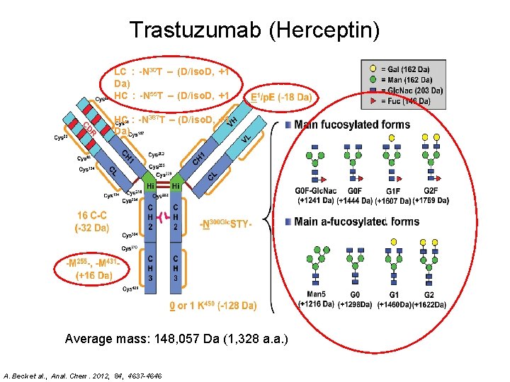 Trastuzumab (Herceptin) LC : -N 30 T – (D/iso. D, +1 Da) HC :