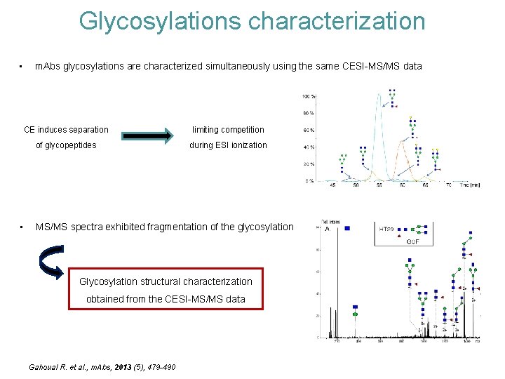 Glycosylations characterization • • m. Abs glycosylations are characterized simultaneously using the same CESI-MS/MS