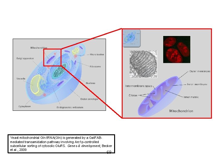 Yeast Mitochondria Yeast mitochondrial Gln t. RNA(Gln) is generated by a Gat. FABmediated transamidation