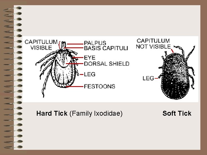 Hard Tick (Family Ixodidae) Soft Tick Hard Tick (Family Ixodidae) Soft Tick