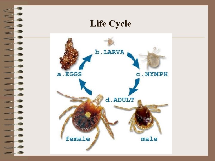 Life Cycle Life Cycle