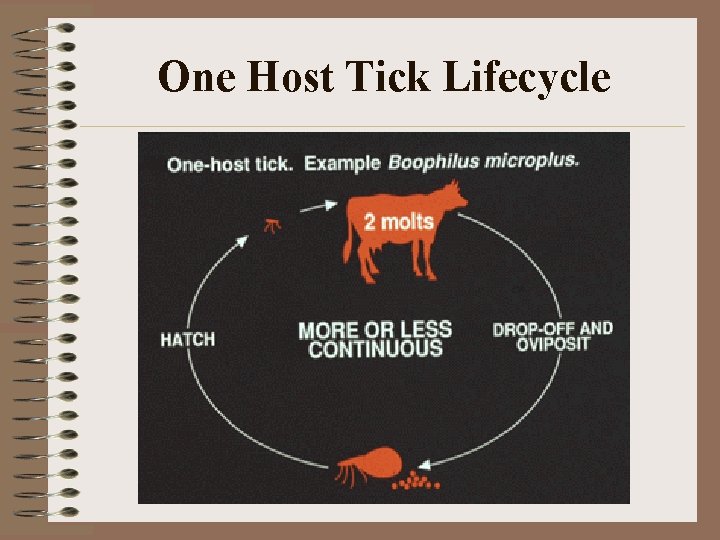 One Host Tick Lifecycle One Host Tick Lifecycle