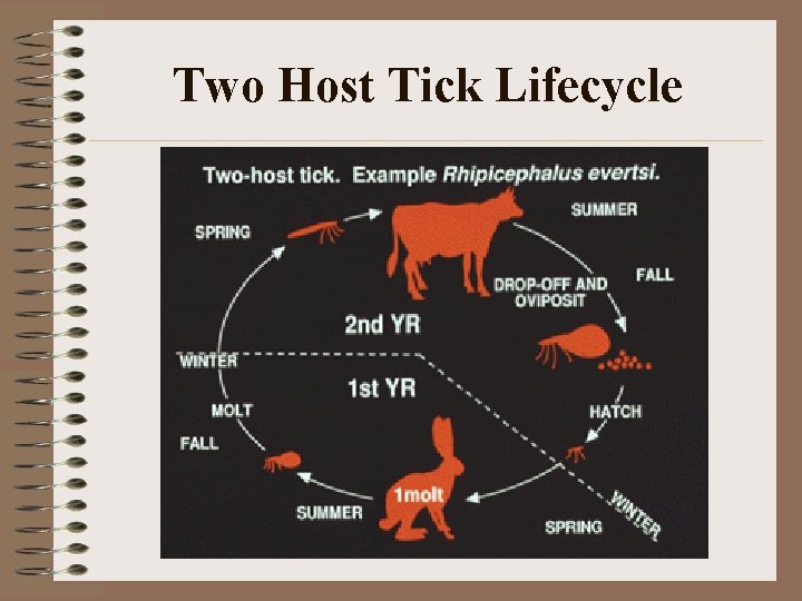 Two Host Tick Lifecycle Two Host Tick Lifecycle