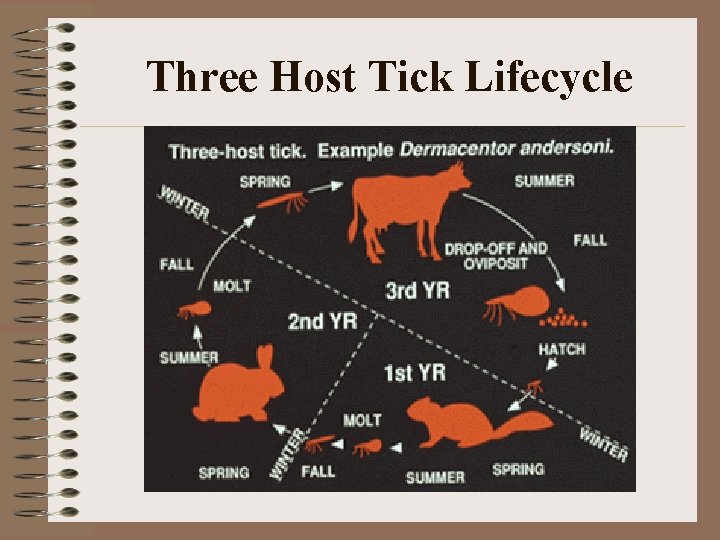 Three Host Tick Lifecycle Three Host Tick Lifecycle