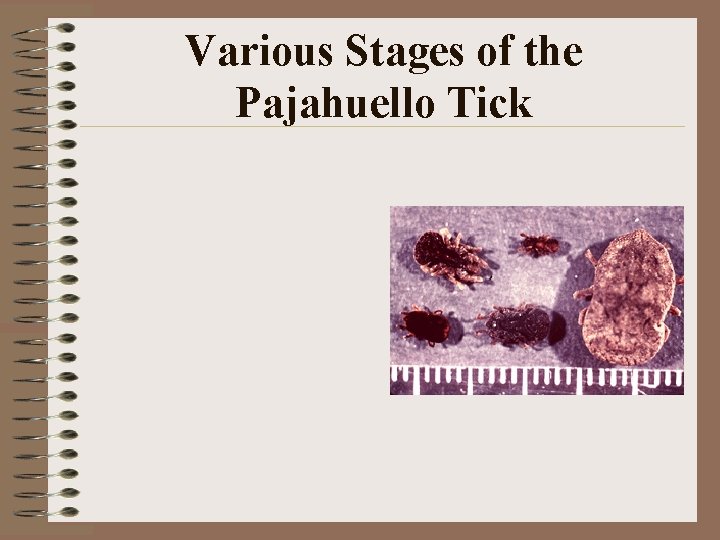 Various Stages of the Pajahuello Tick Various Stages of the Pajahuello Tick