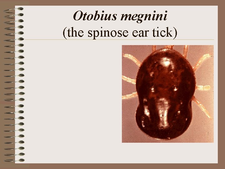 Otobius megnini (the spinose ear tick) Otobius megnini (the spinose ear tick)