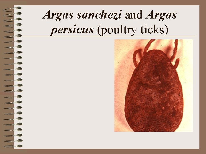 Argas sanchezi and Argas persicus (poultry ticks) Argas sanchezi and Argas persicus (poultry ticks)