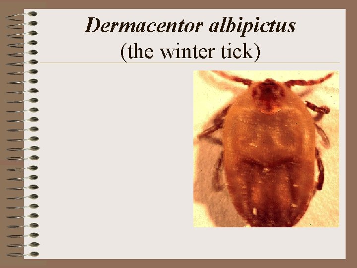 Dermacentor albipictus (the winter tick) Dermacentor albipictus (the winter tick)
