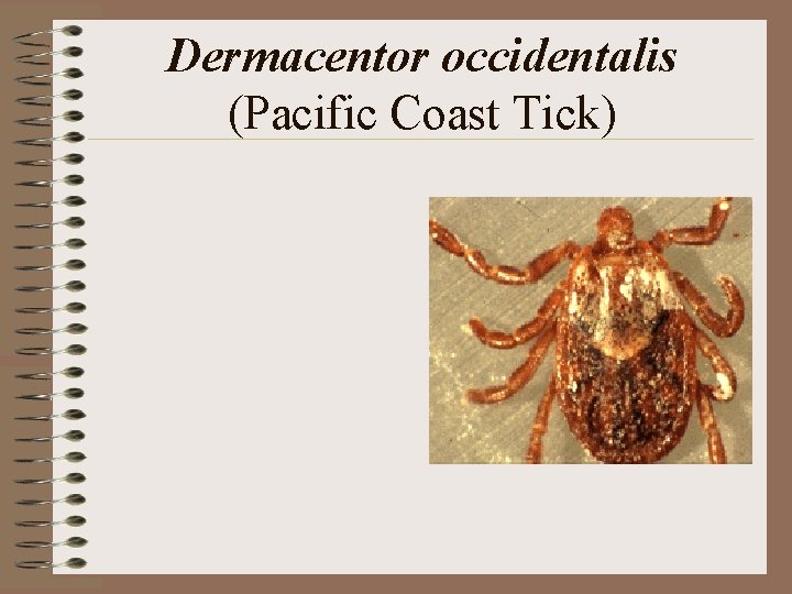Dermacentor occidentalis (Pacific Coast Tick) Dermacentor occidentalis (Pacific Coast Tick)