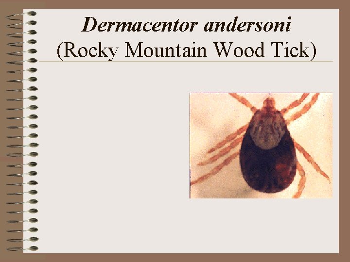 Dermacentor andersoni (Rocky Mountain Wood Tick) Dermacentor andersoni (Rocky Mountain Wood Tick)