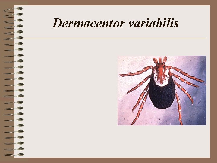 Dermacentor variabilis Dermacentor variabilis
