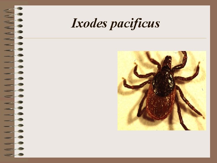 Ixodes pacificus Ixodes pacificus