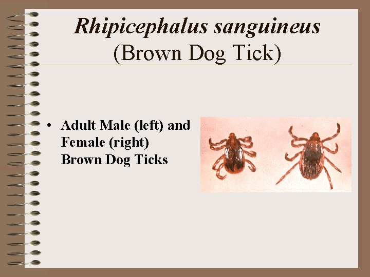 Rhipicephalus sanguineus (Brown Dog Tick) • Adult Male (left) and Female (right) Brown Dog Rhipicephalus sanguineus (Brown Dog Tick) • Adult Male (left) and Female (right) Brown Dog