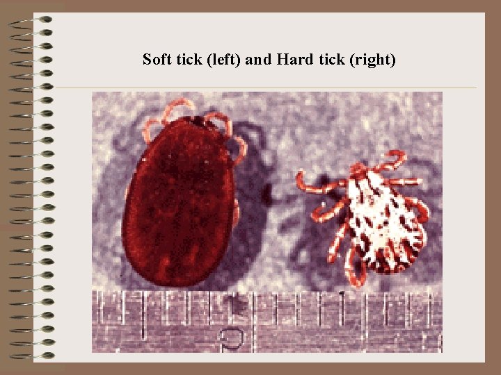 Soft tick (left) and Hard tick (right) Soft tick (left) and Hard tick (right)